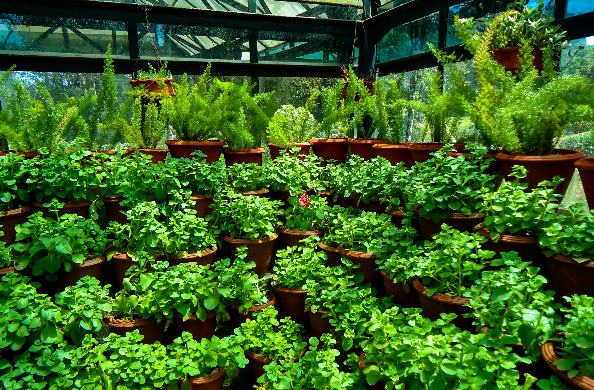 a greenhouse filled with lots of green plants